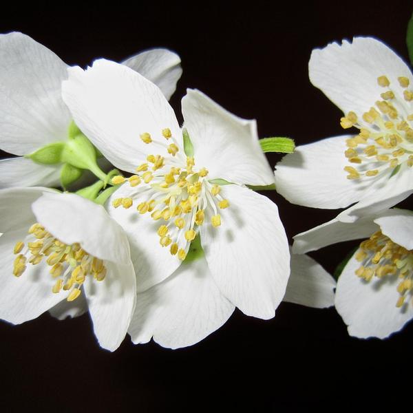 Mary Crable